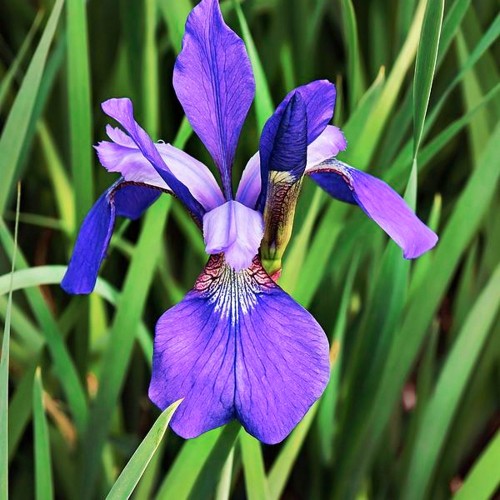 Iris sibirica 'Blue Butterfly' - Siberi iiris 'Blue Butterfly' C1,5/1,5L